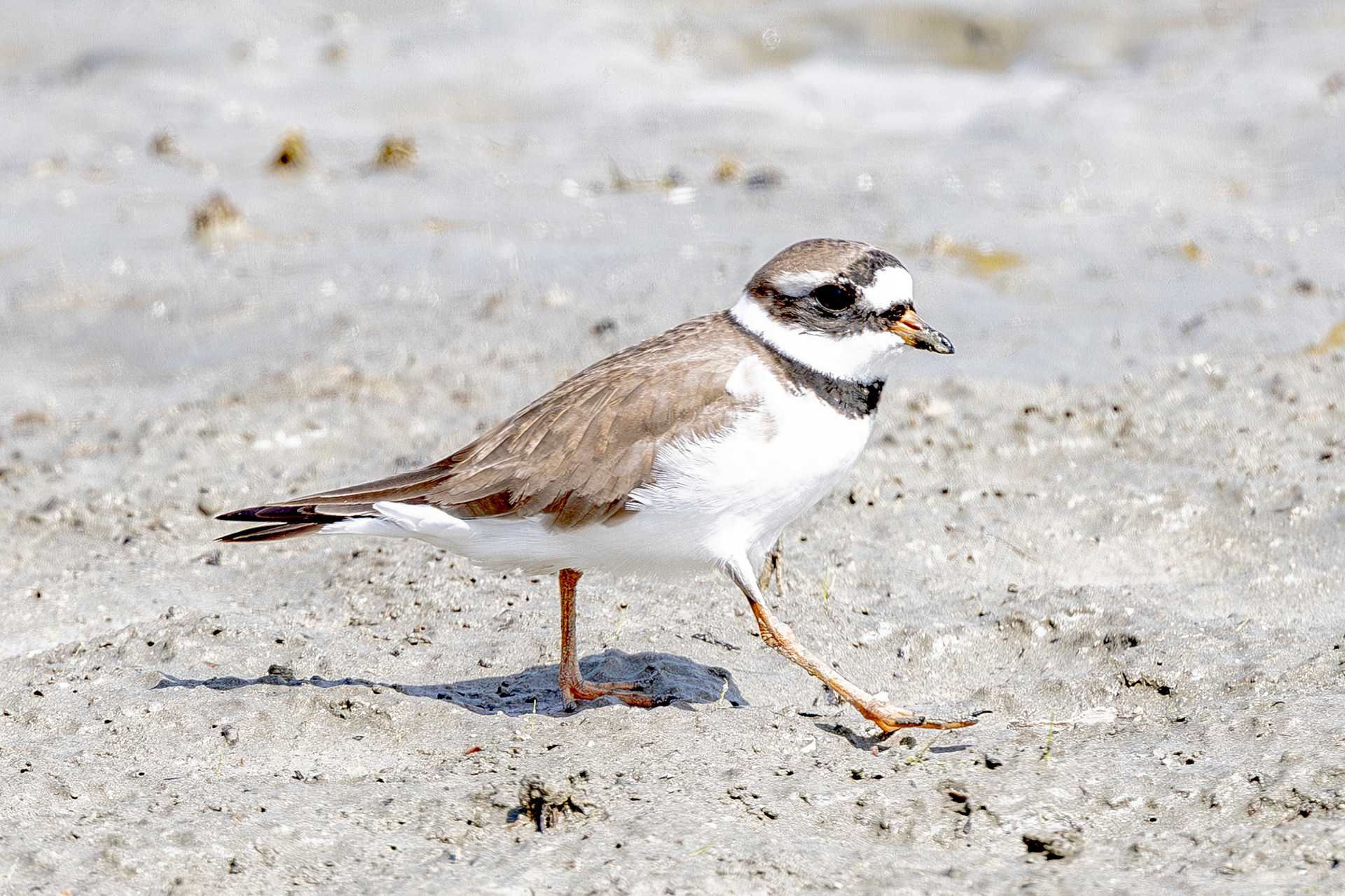 Ringed Plover