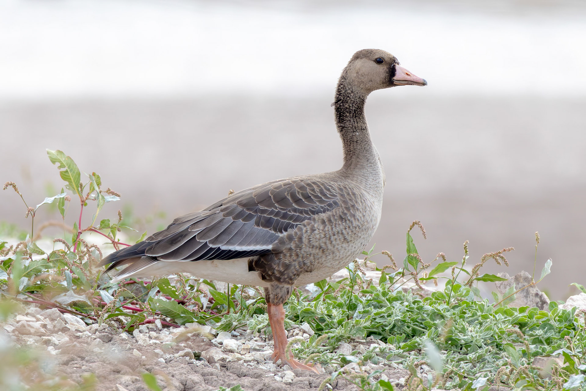 Greater White-fronted Goose