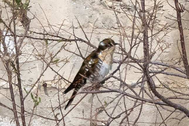 Diederik Cuckoo