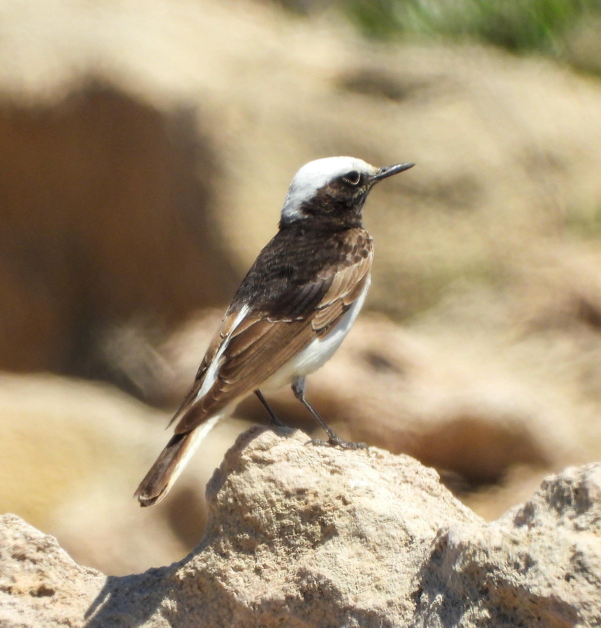 Hooded Wheatear