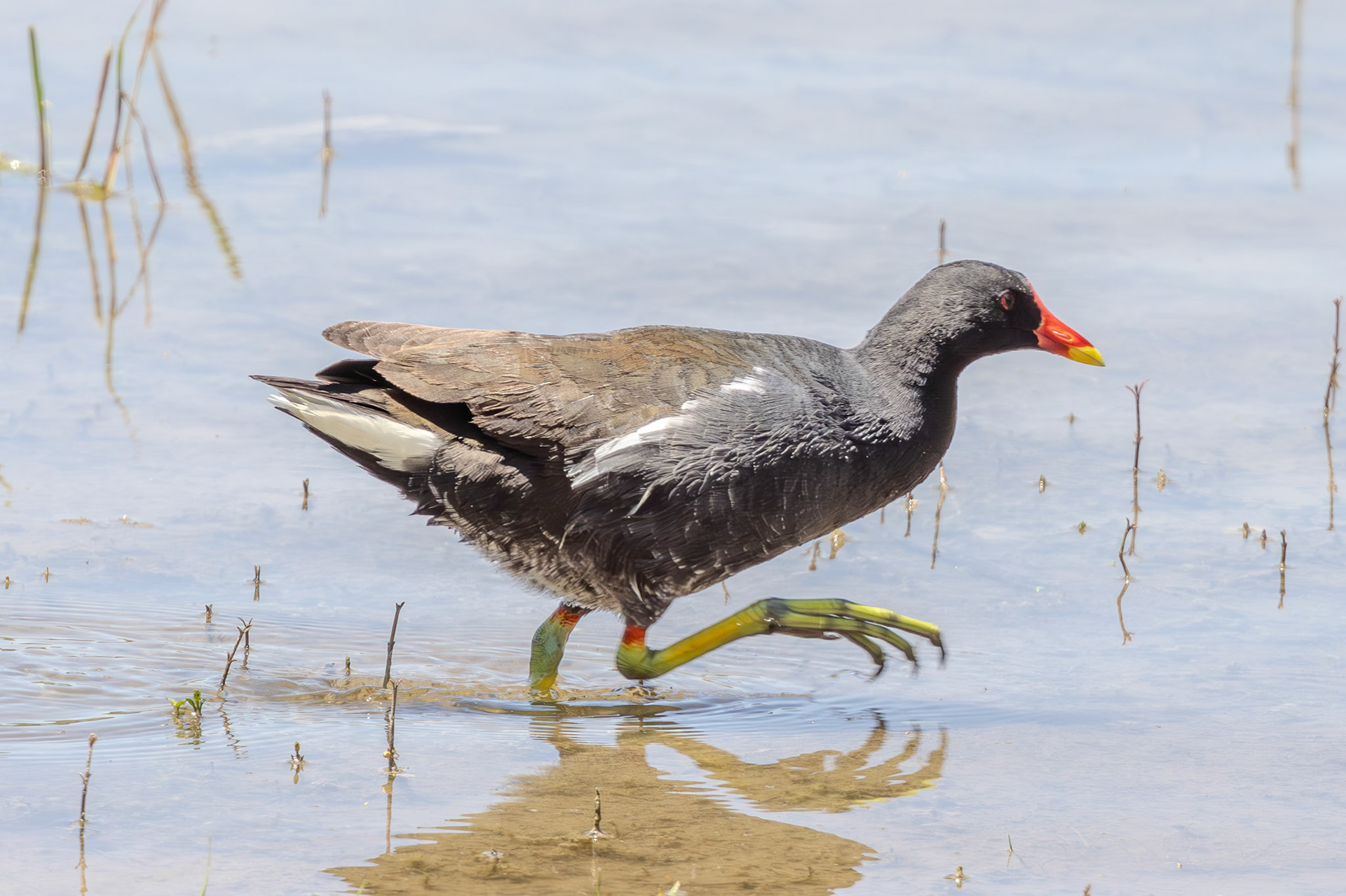 Moorhen