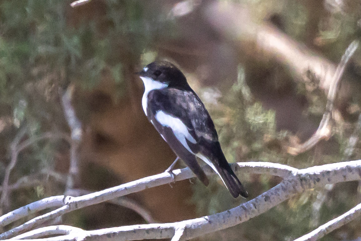 Pied Flycatcher