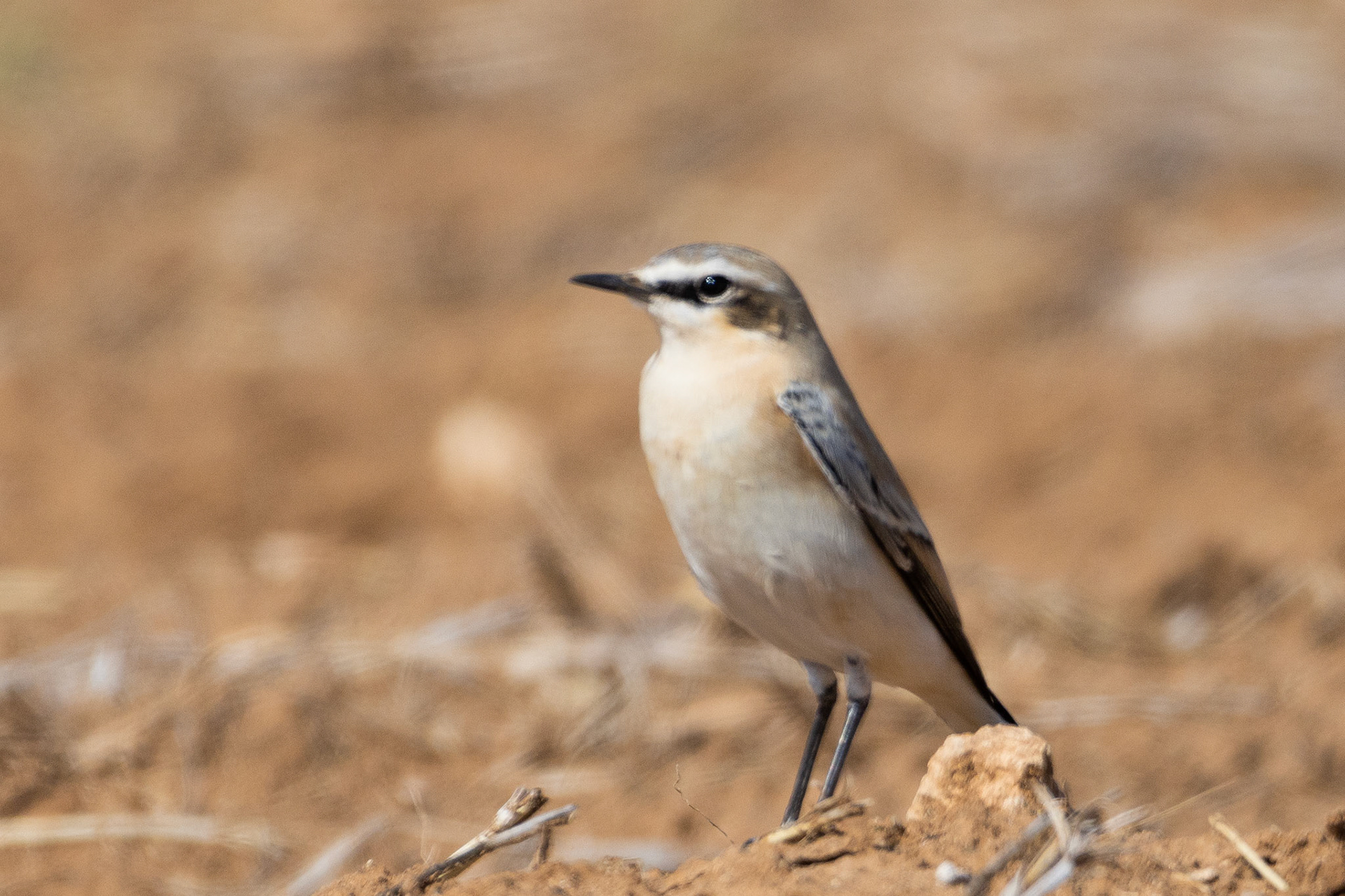 Wheatear
