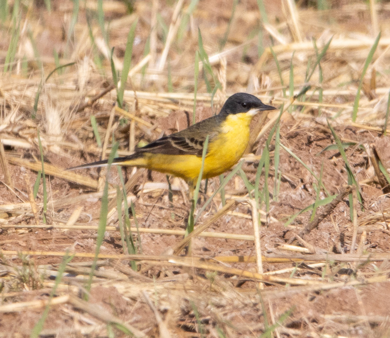 Grey-headed Wagtail