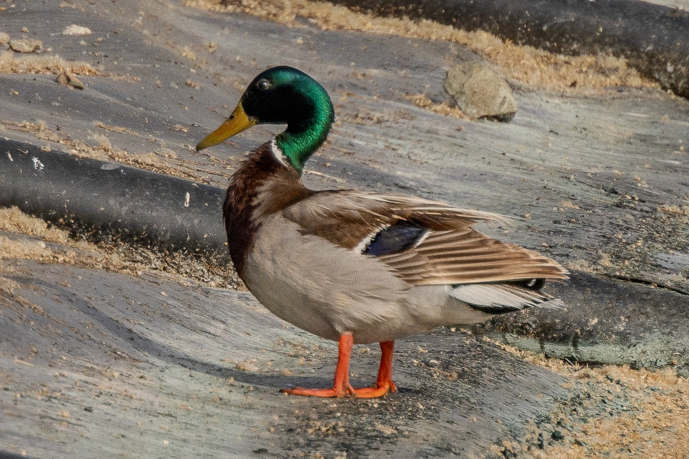 Mallard