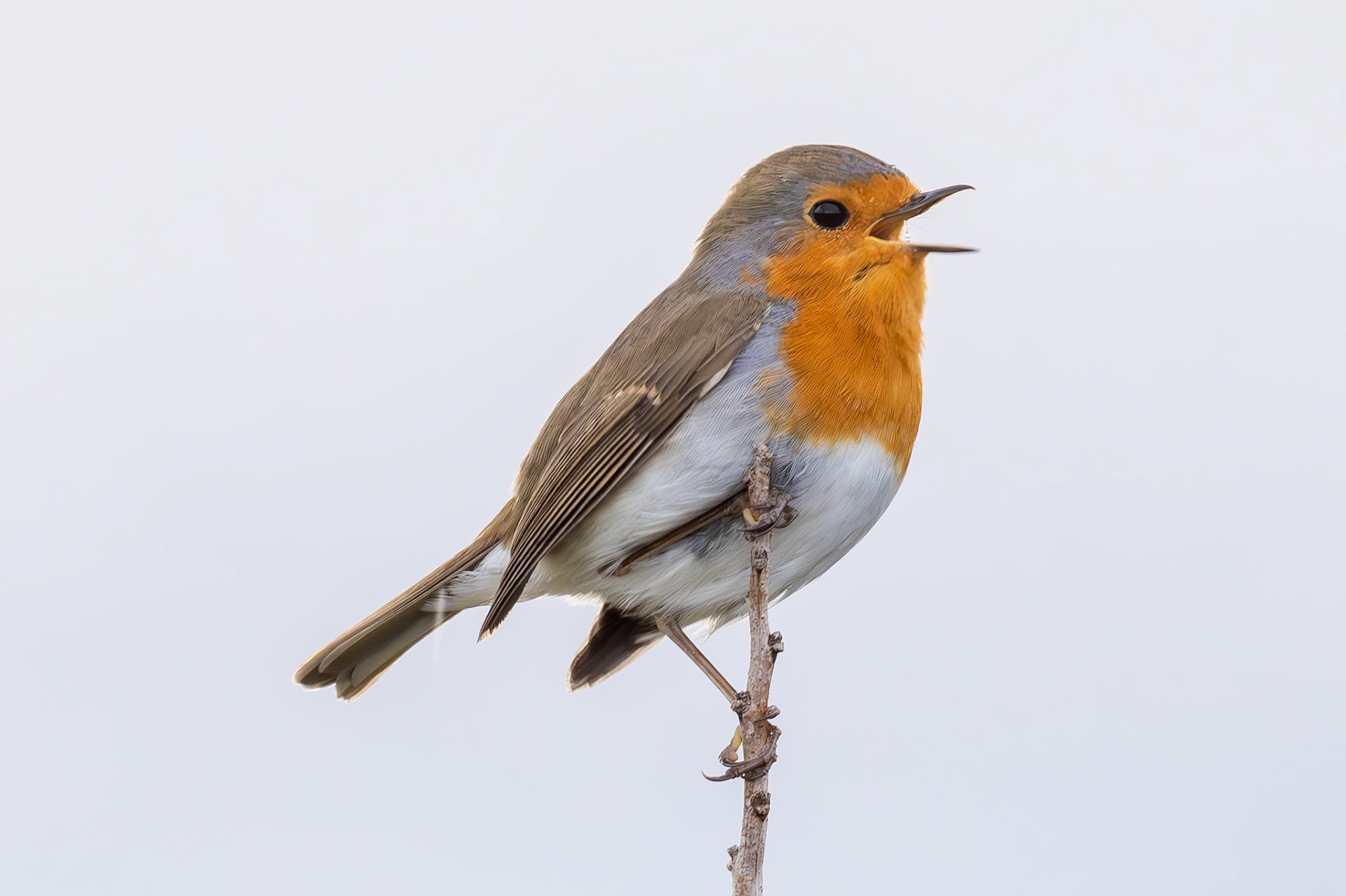 Robin