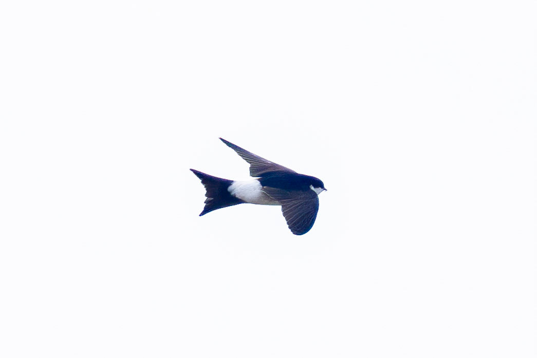 House Martin
