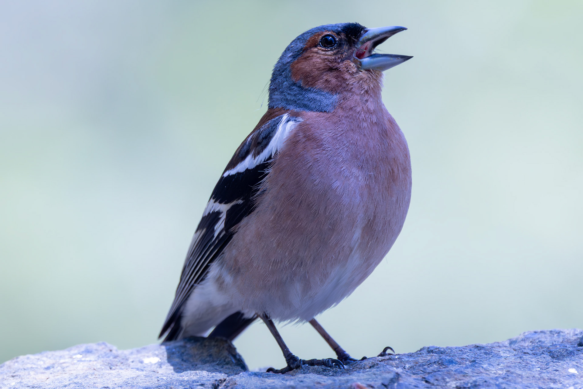 Common Chaffinch
