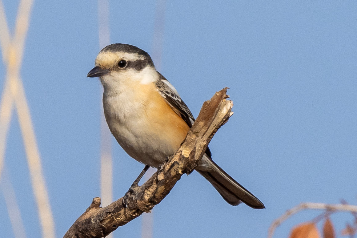 Masked Shrike