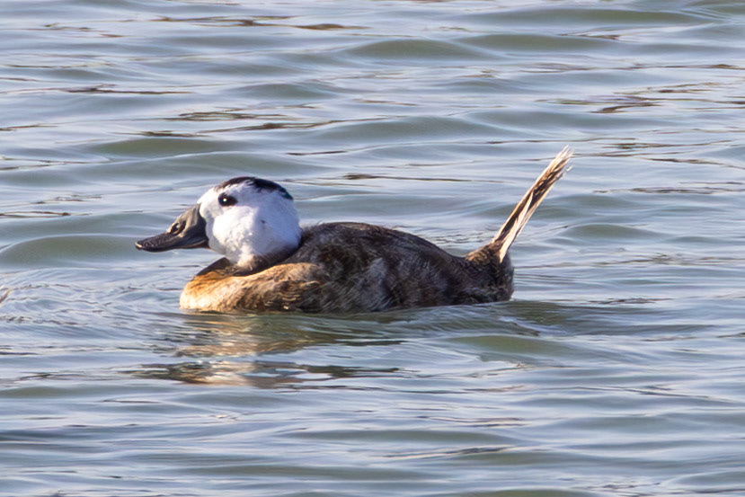 White Headed Duck