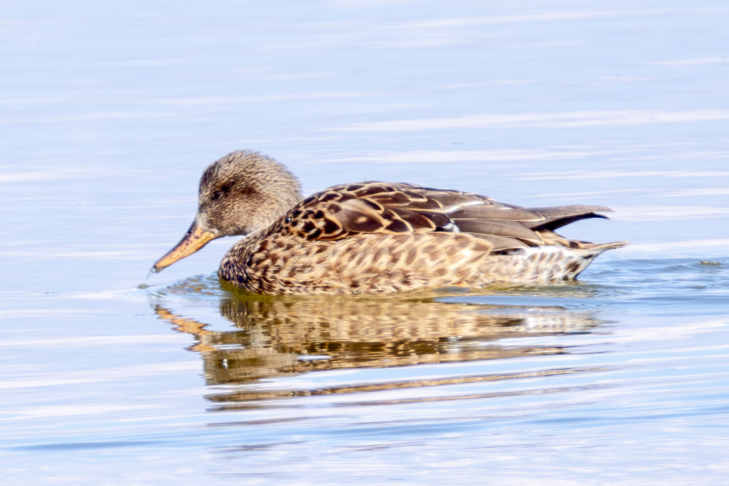 Gadwall