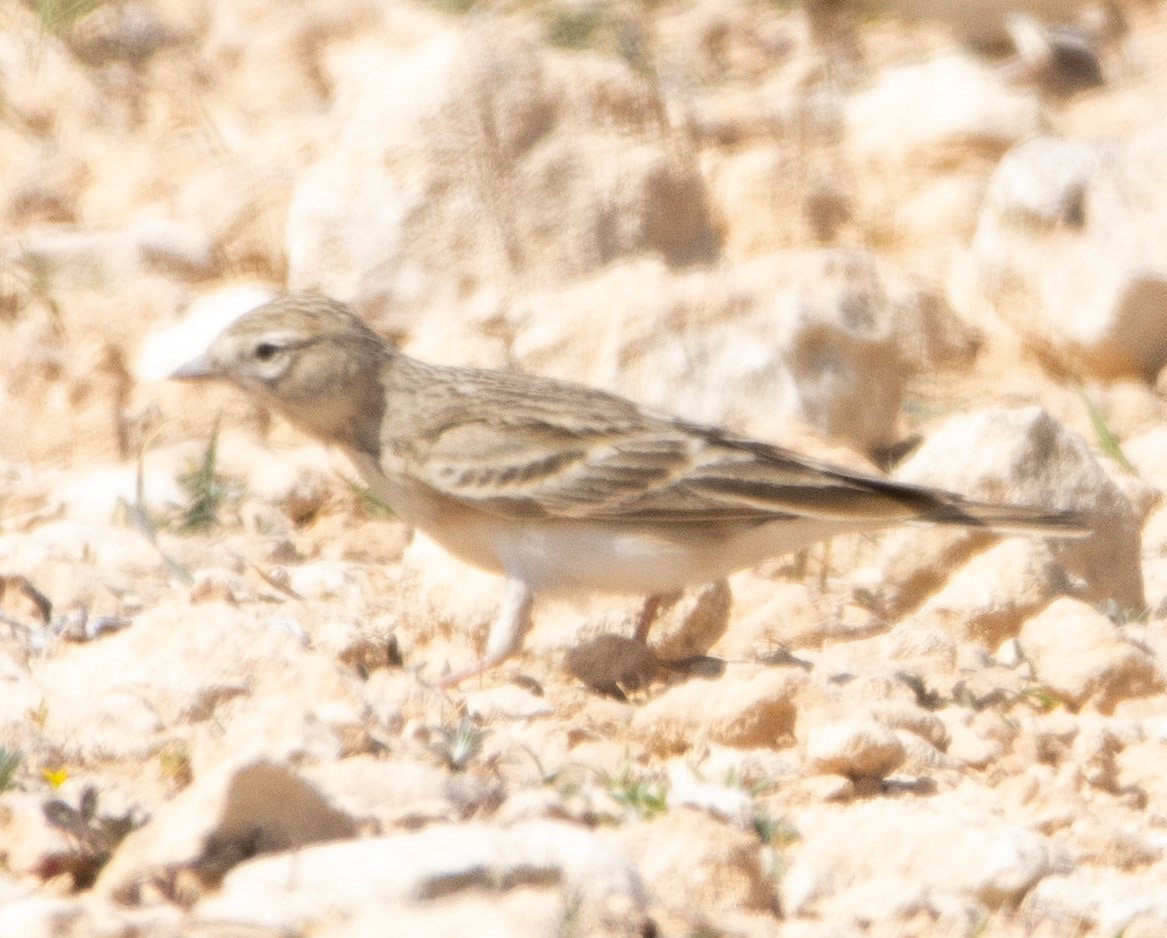 Greater Short-toed Lark