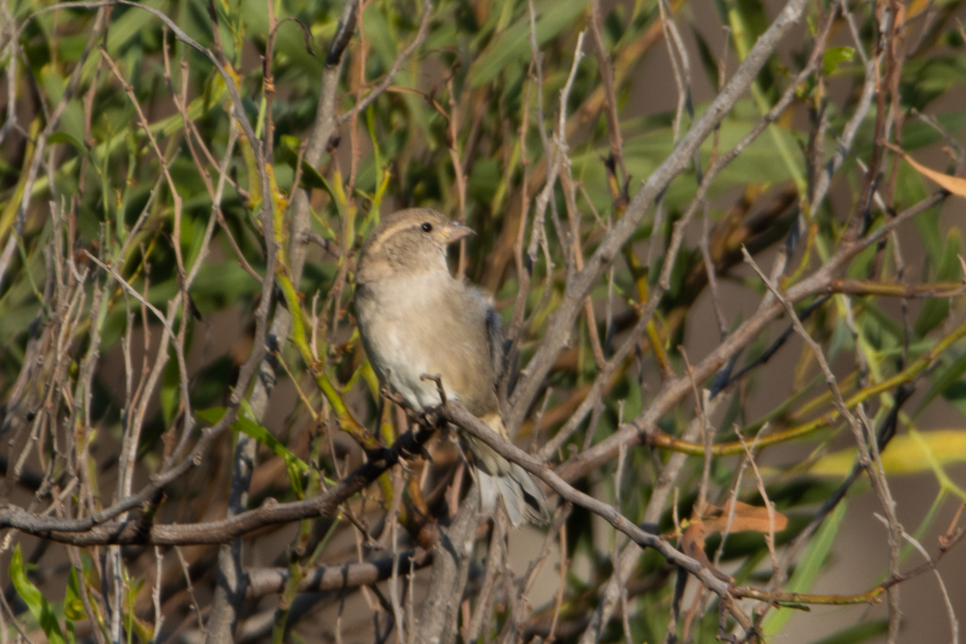 Red-backed Shrike
