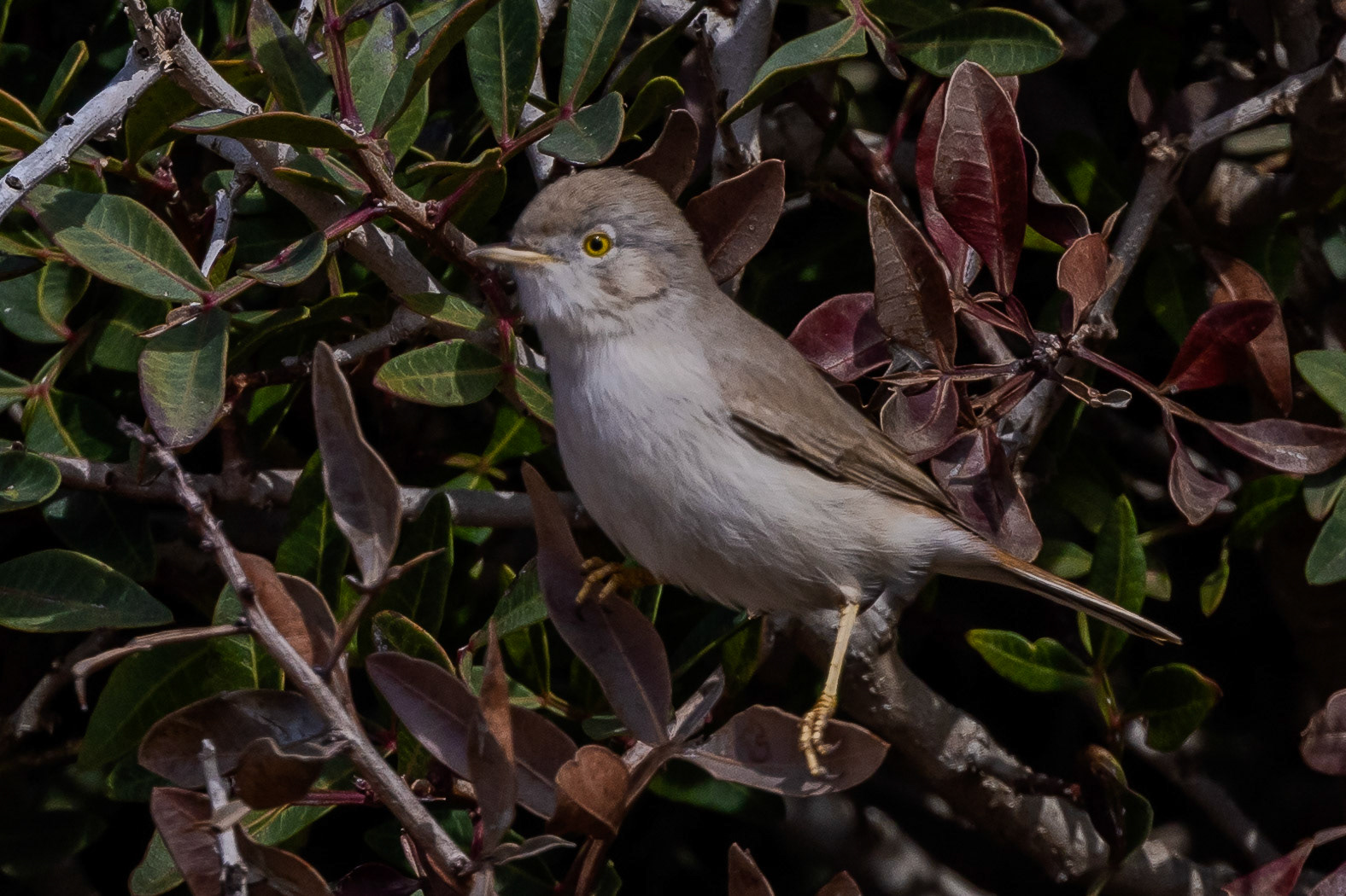 Asian Desert Warbler
