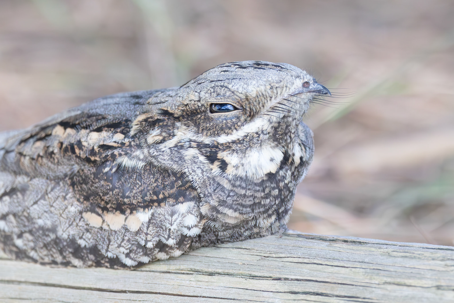 Nightjar