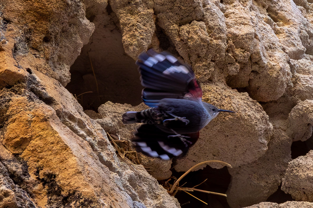 Wallcreeper