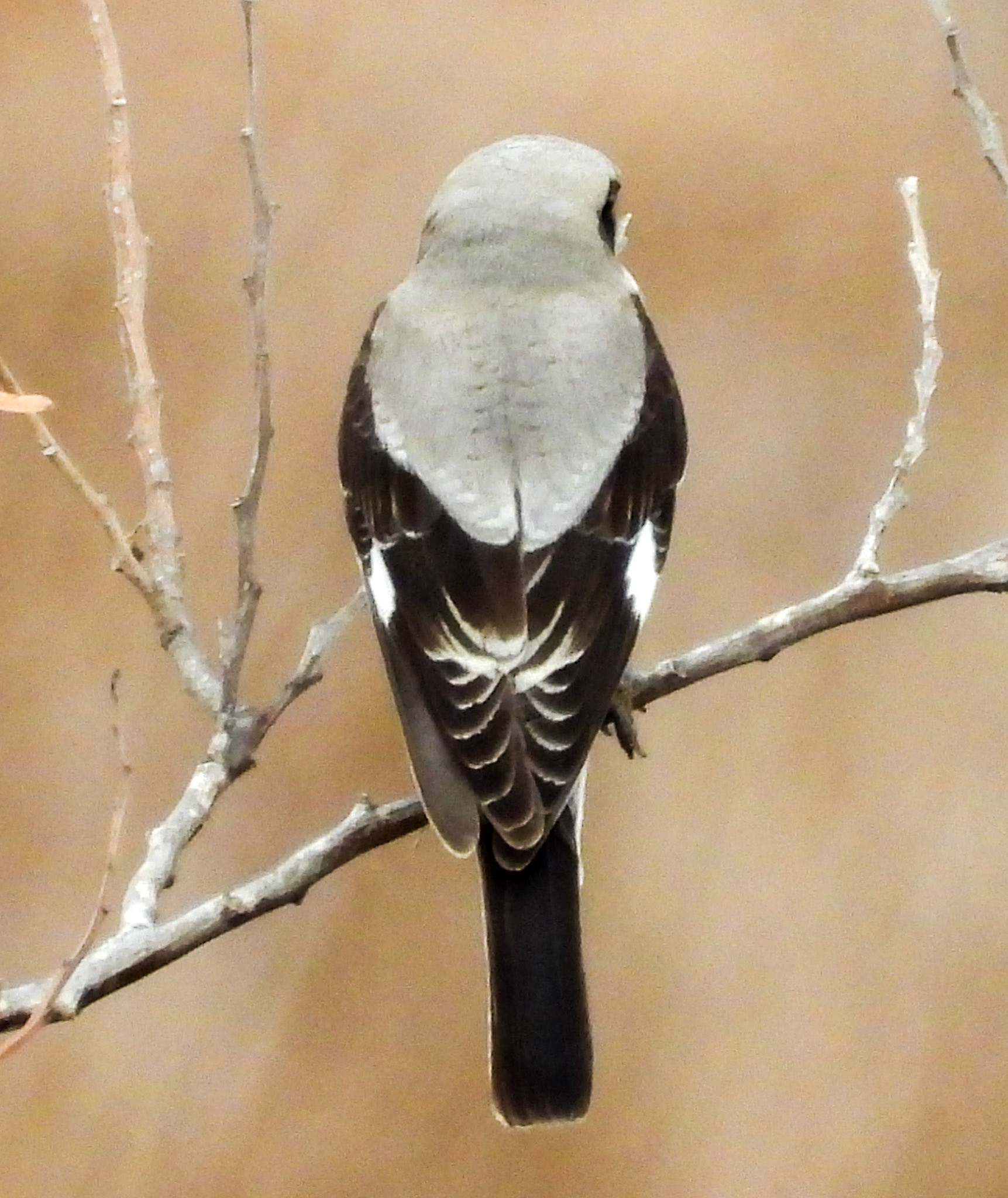 Lesser Grey Shrike