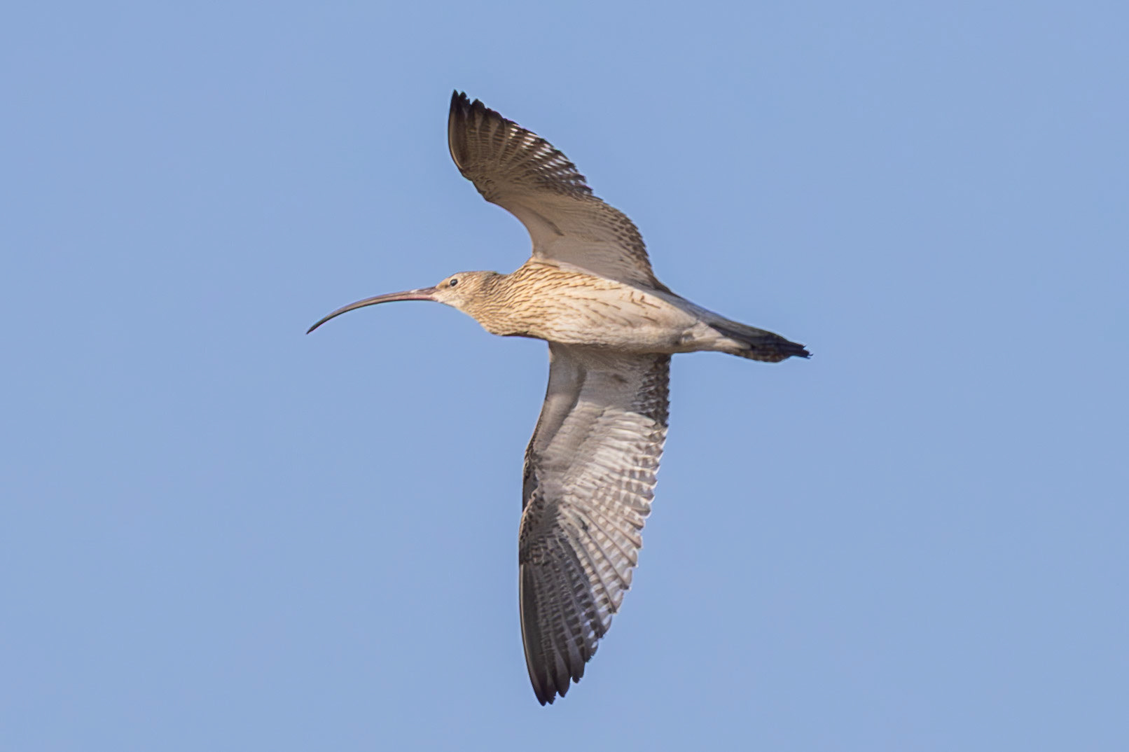 Curlew