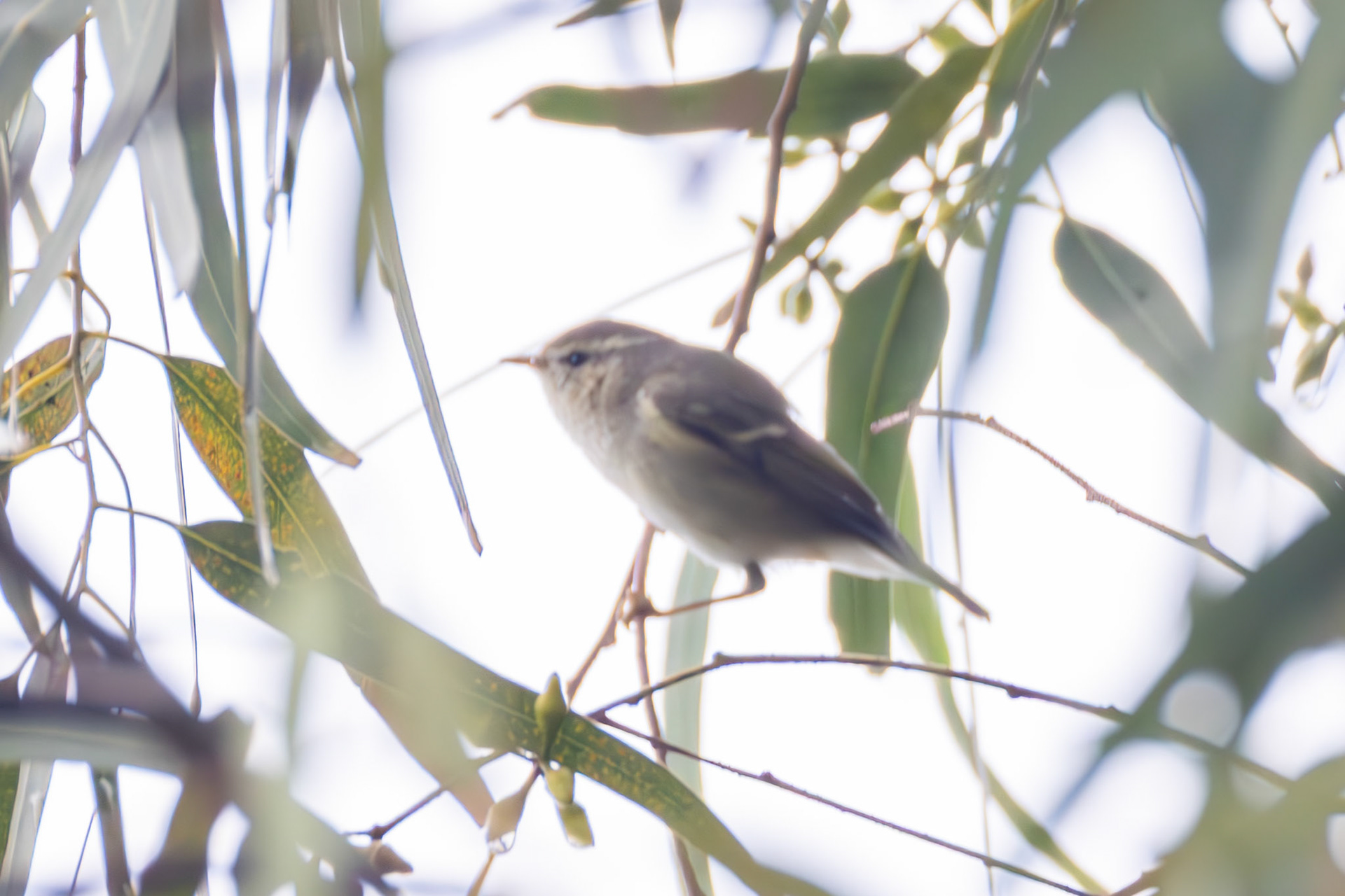 Hume's Leaf Warbler