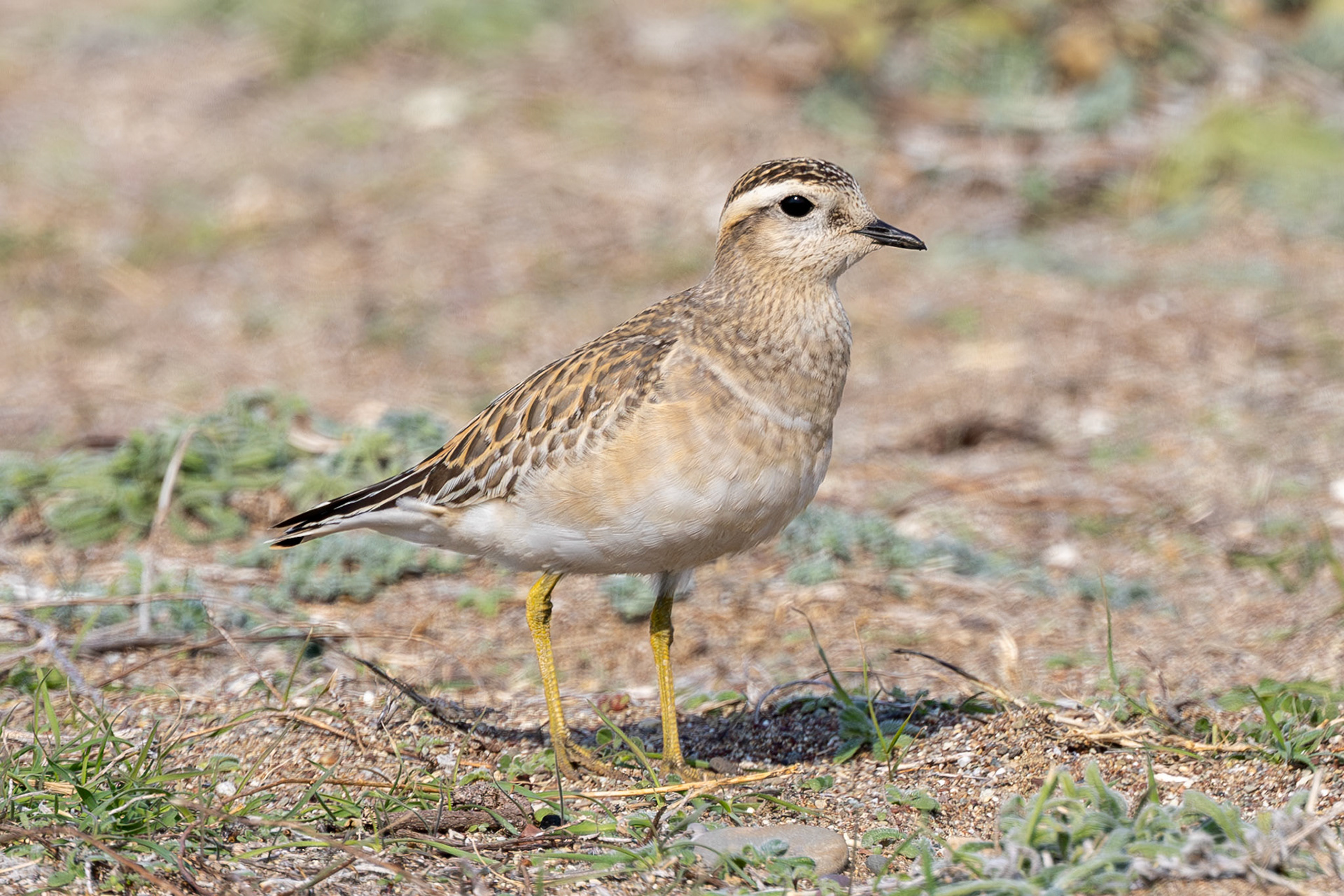 Eurasian Dotterel