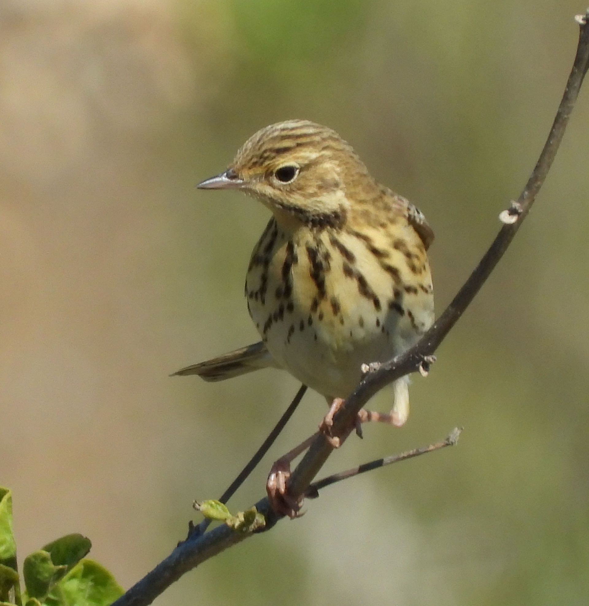 Tree Pipit