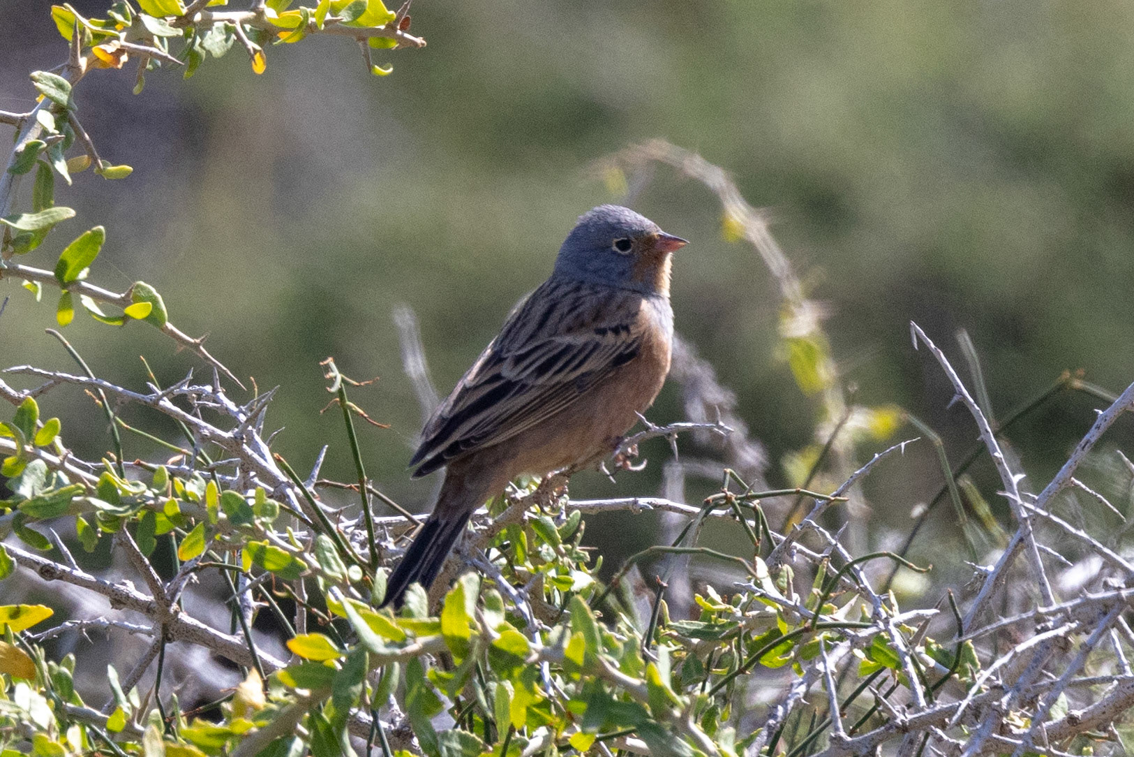 Cretzschmar's Bunting