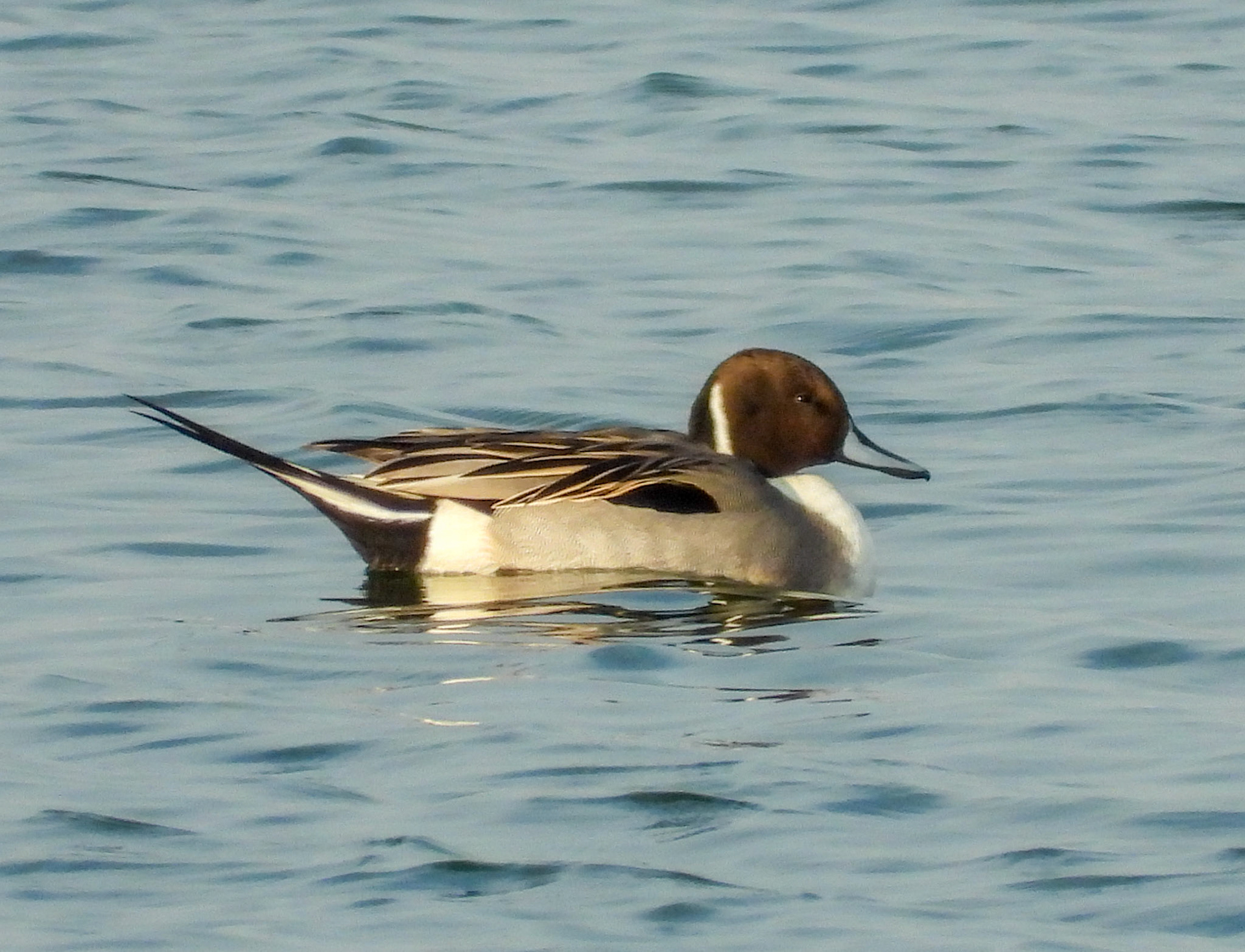 Pintail