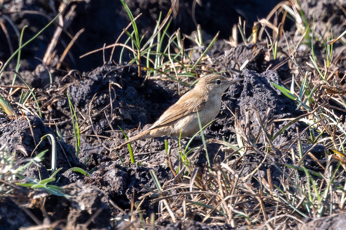 Reed Warbler