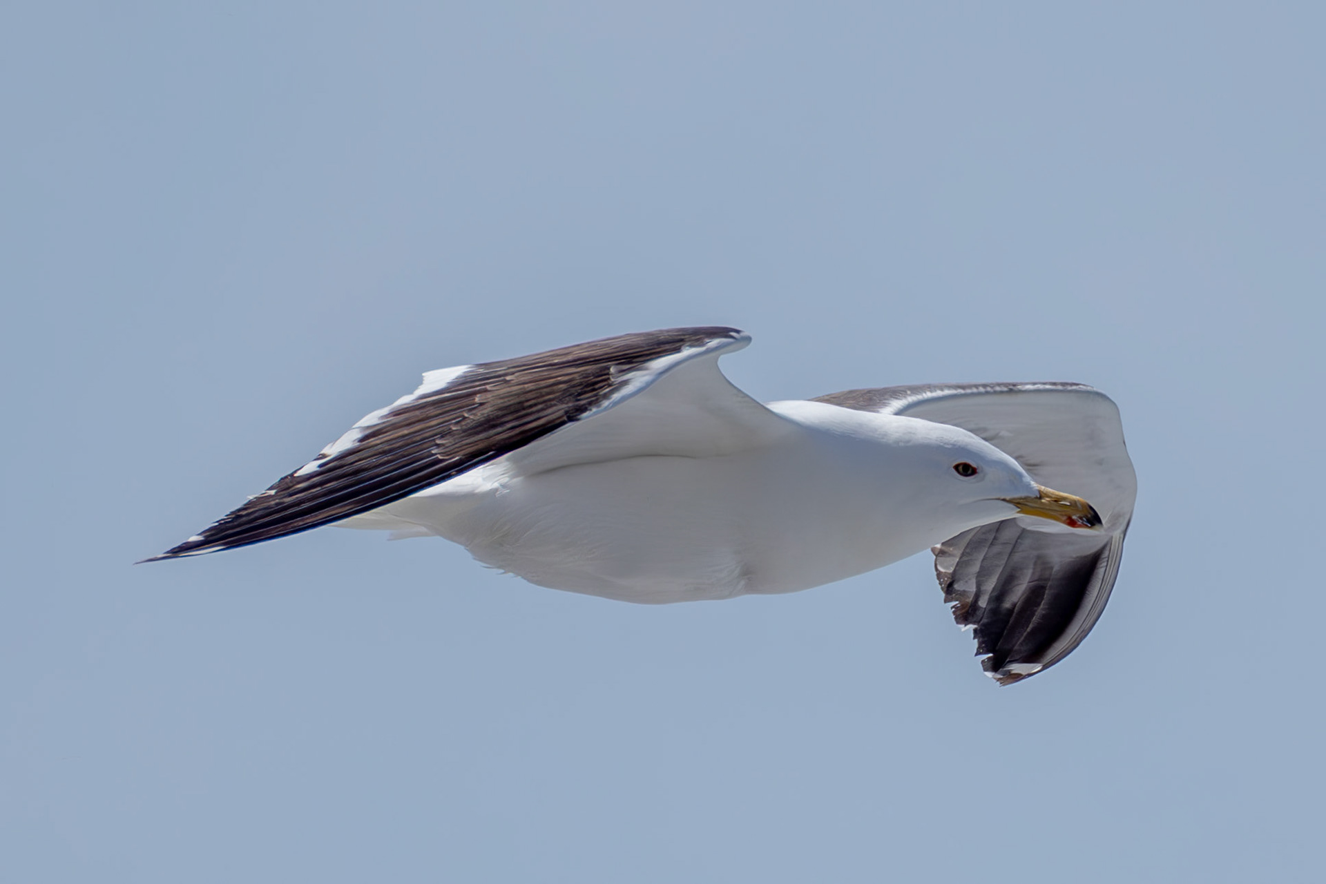 Baltic Gull