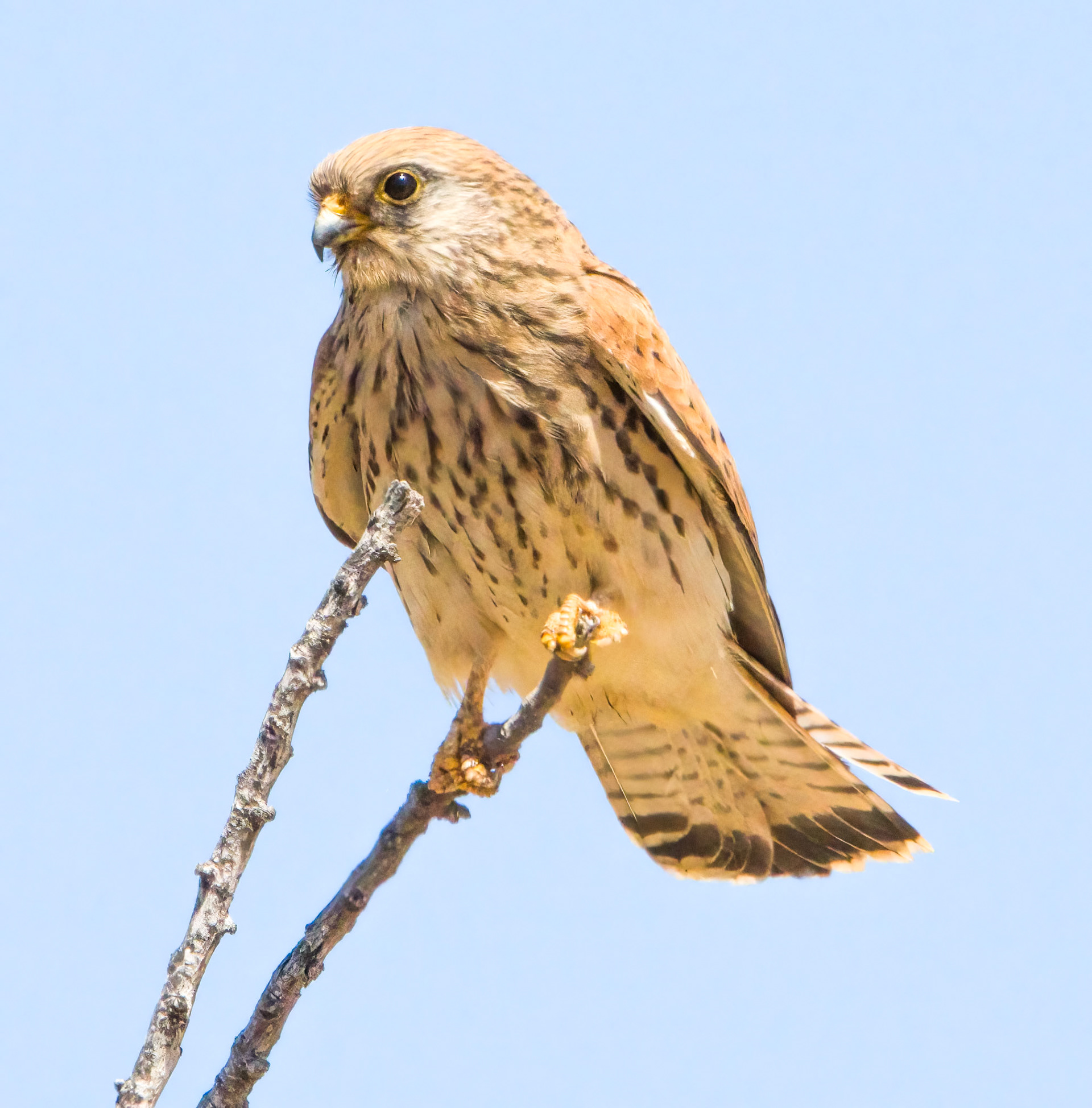 Lesser Kestrel