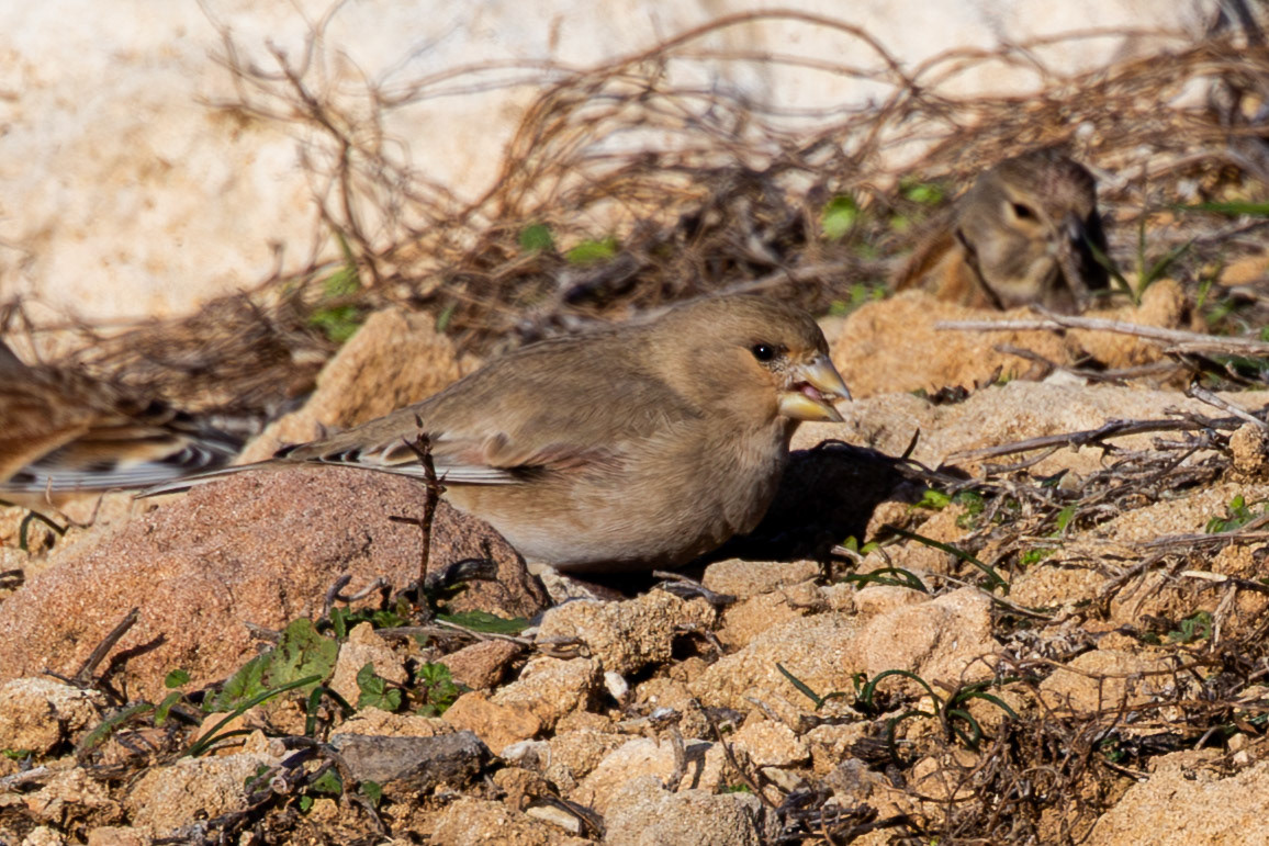 Desert Finch