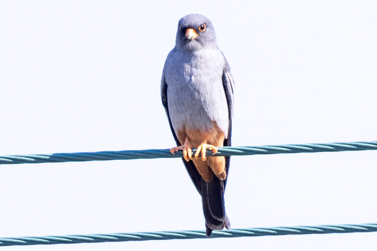 Red-footed falcon