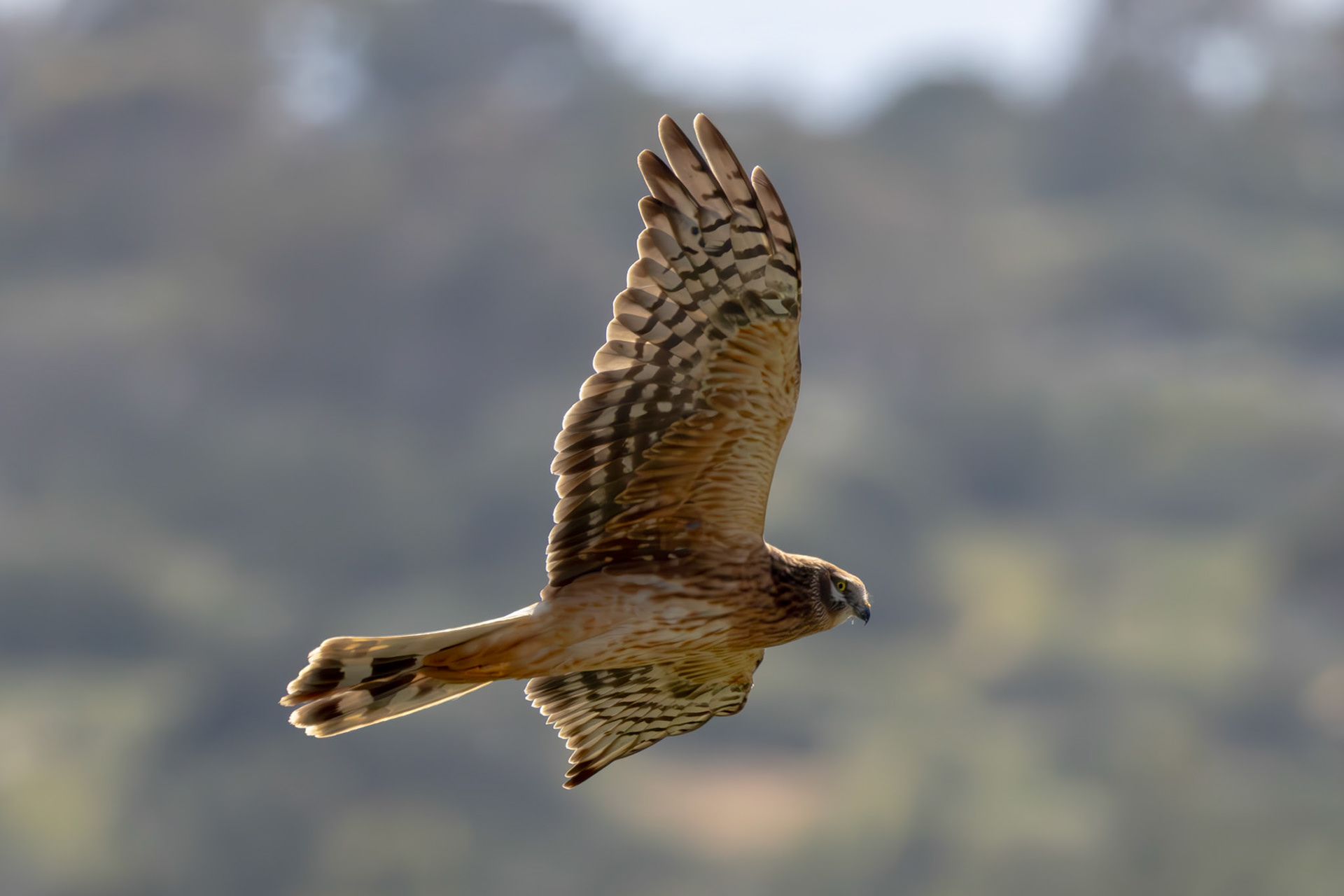 Pallid Harrier