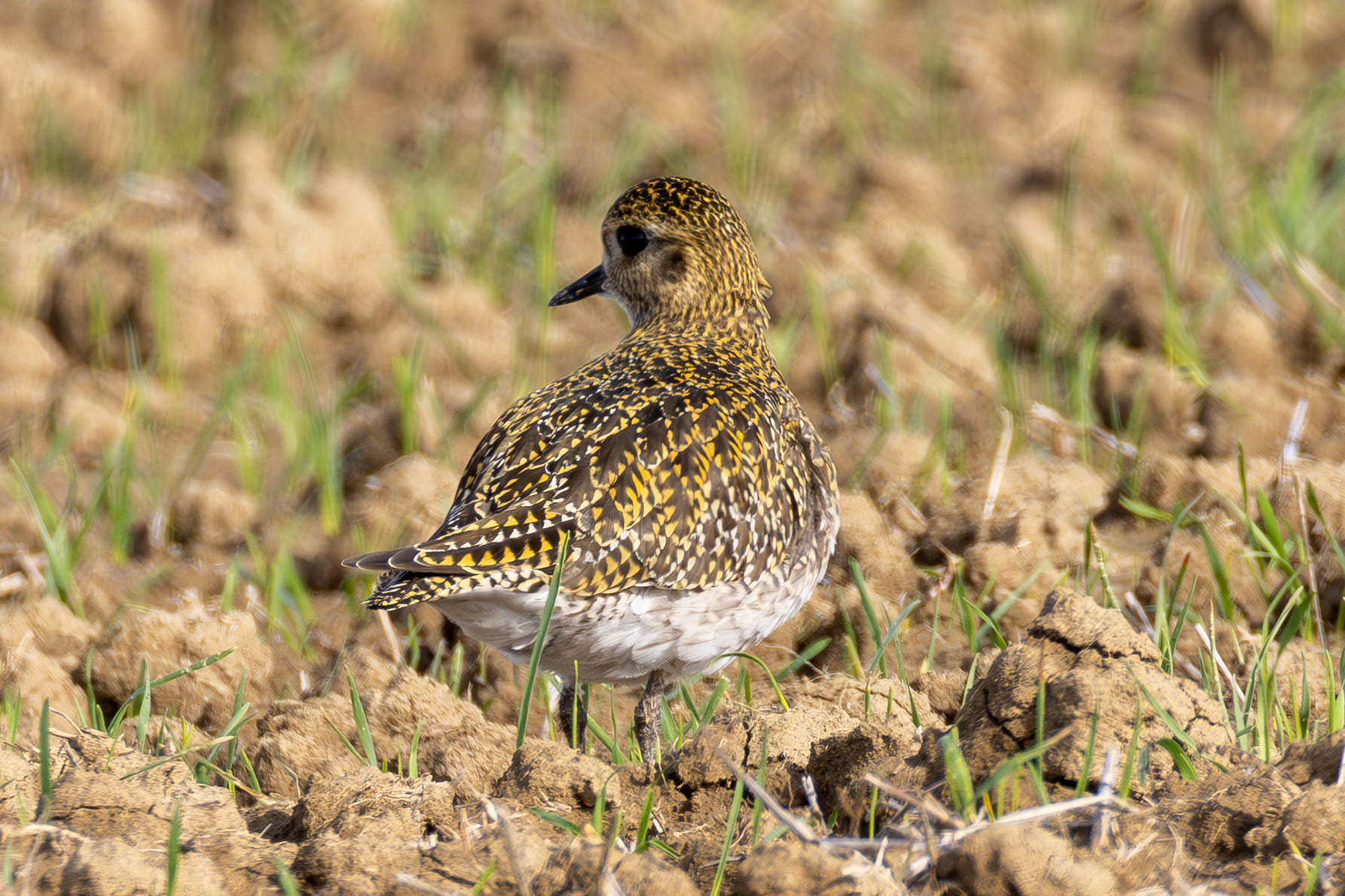 Golden Plover