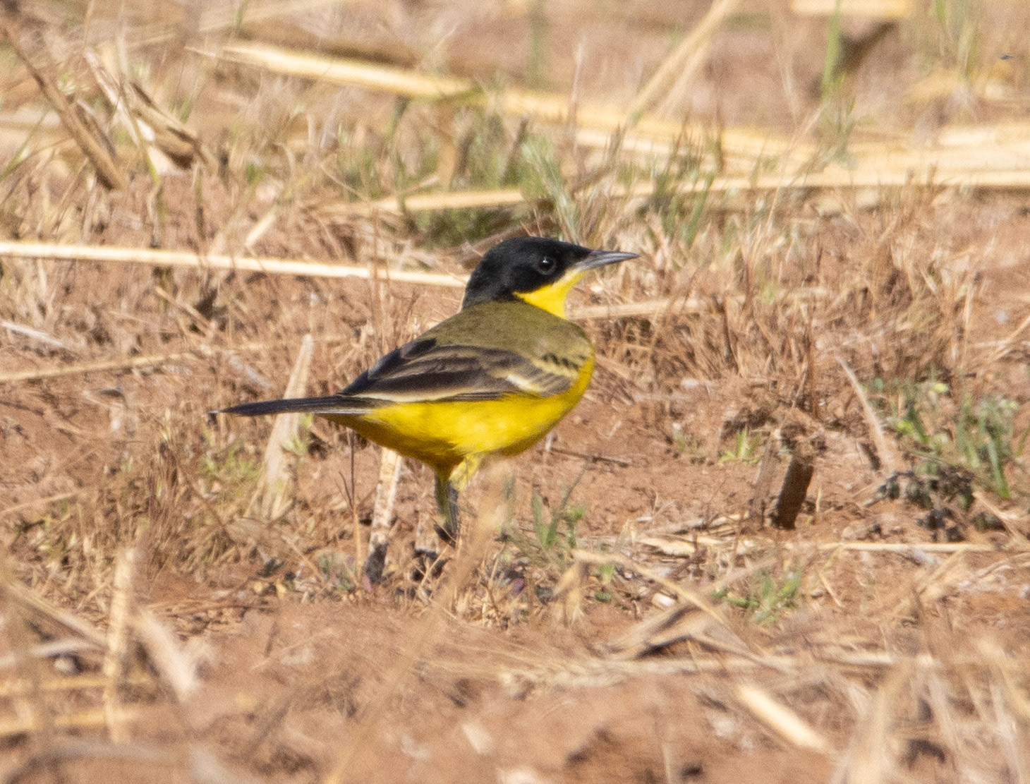 Black-headed Wagtail