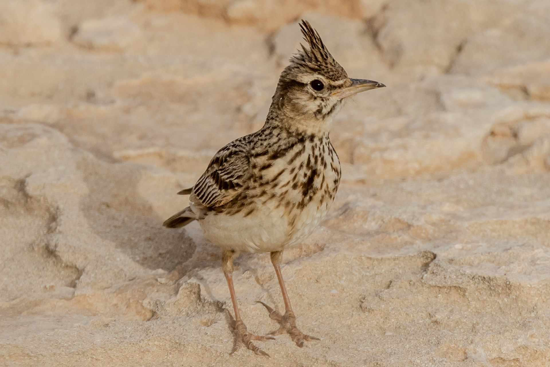 Crested Lark