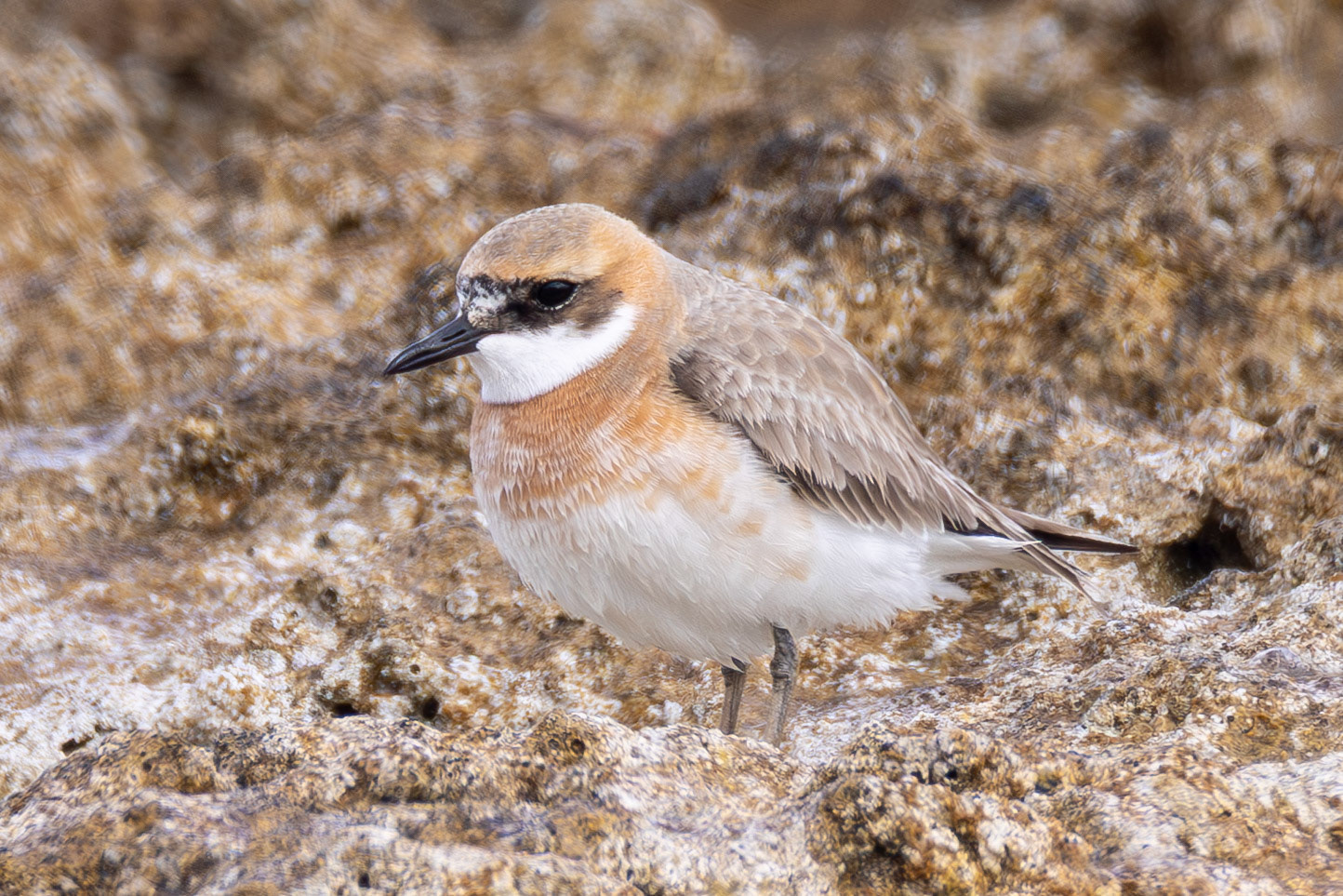 Greater Sand Plover