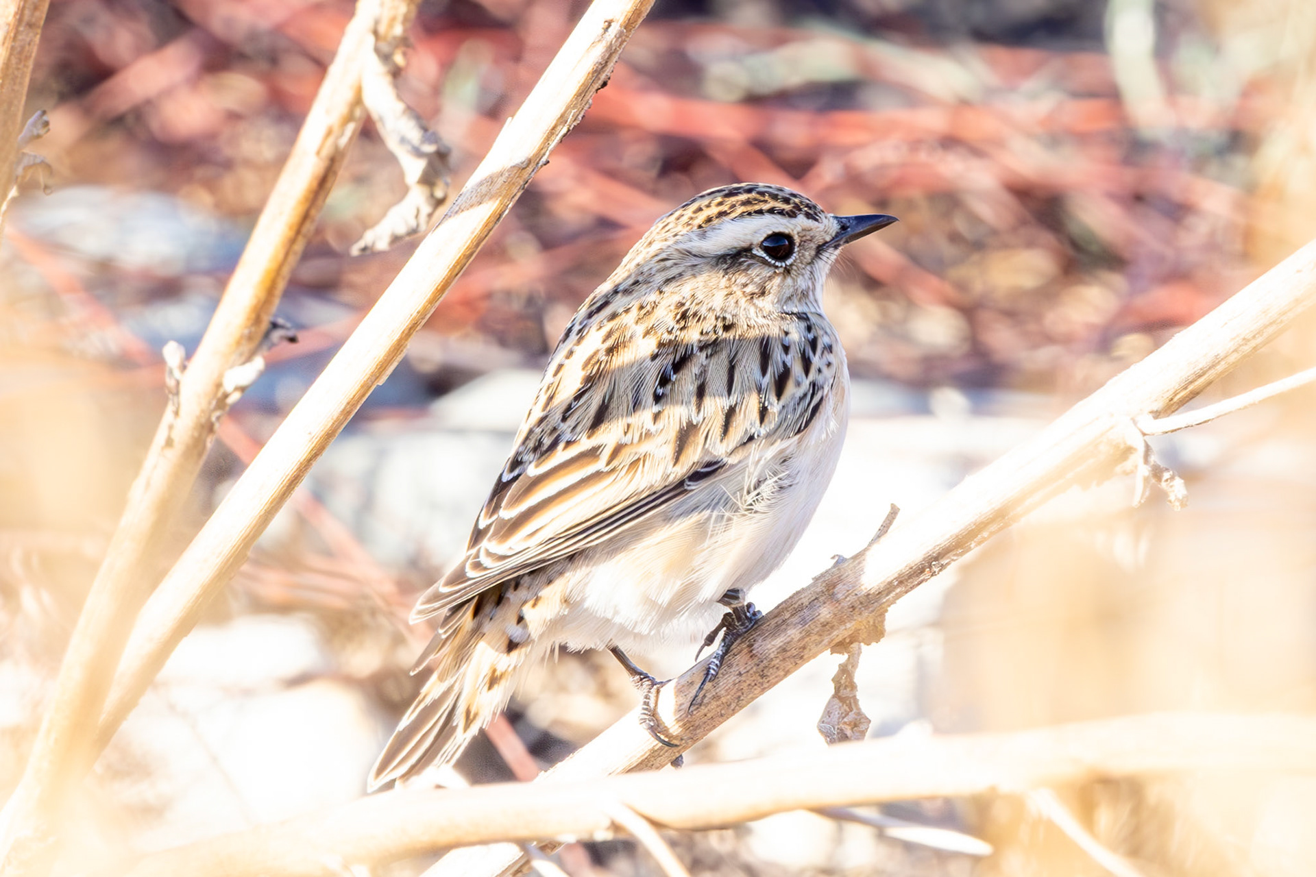 Whinchat