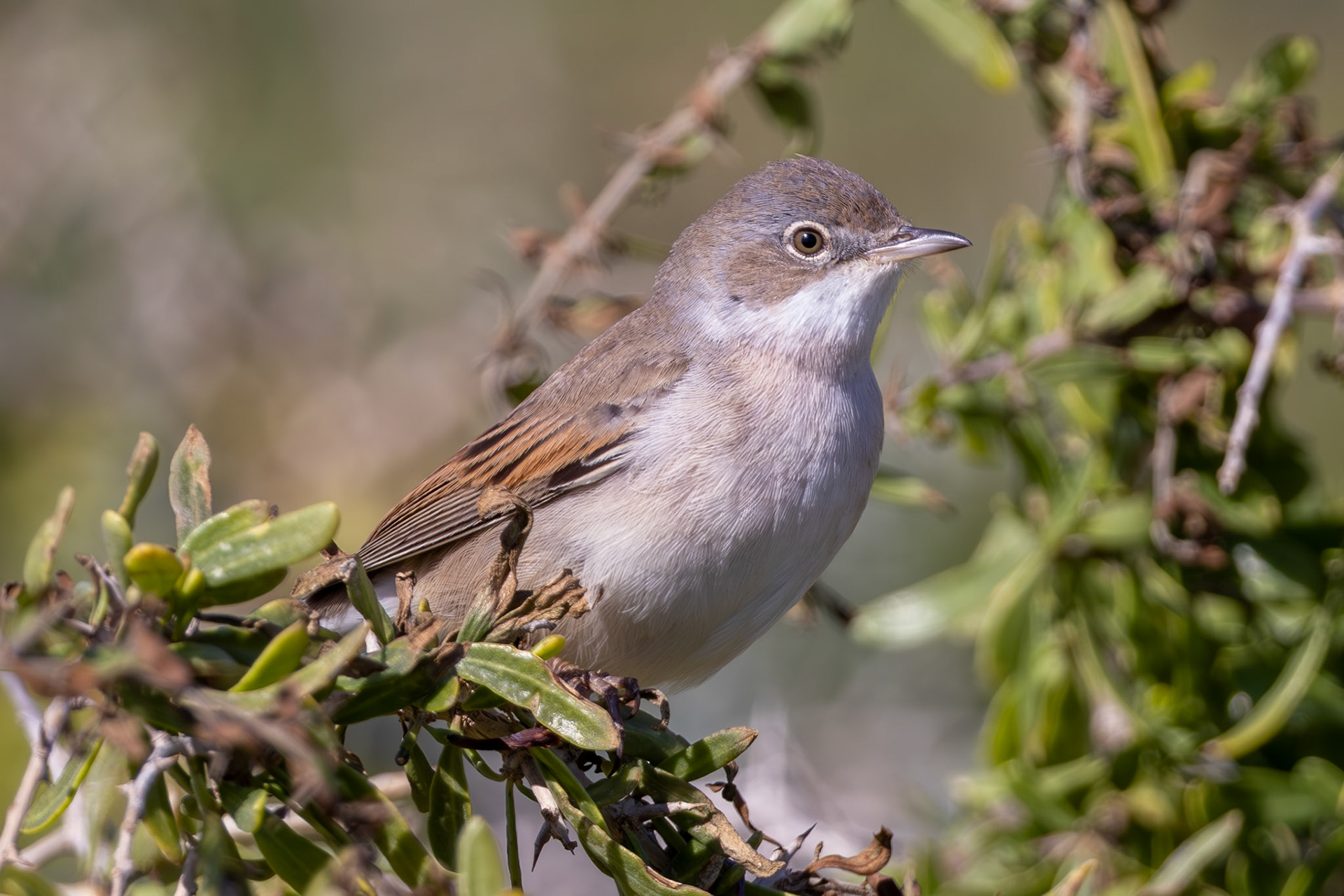 Whitethroat