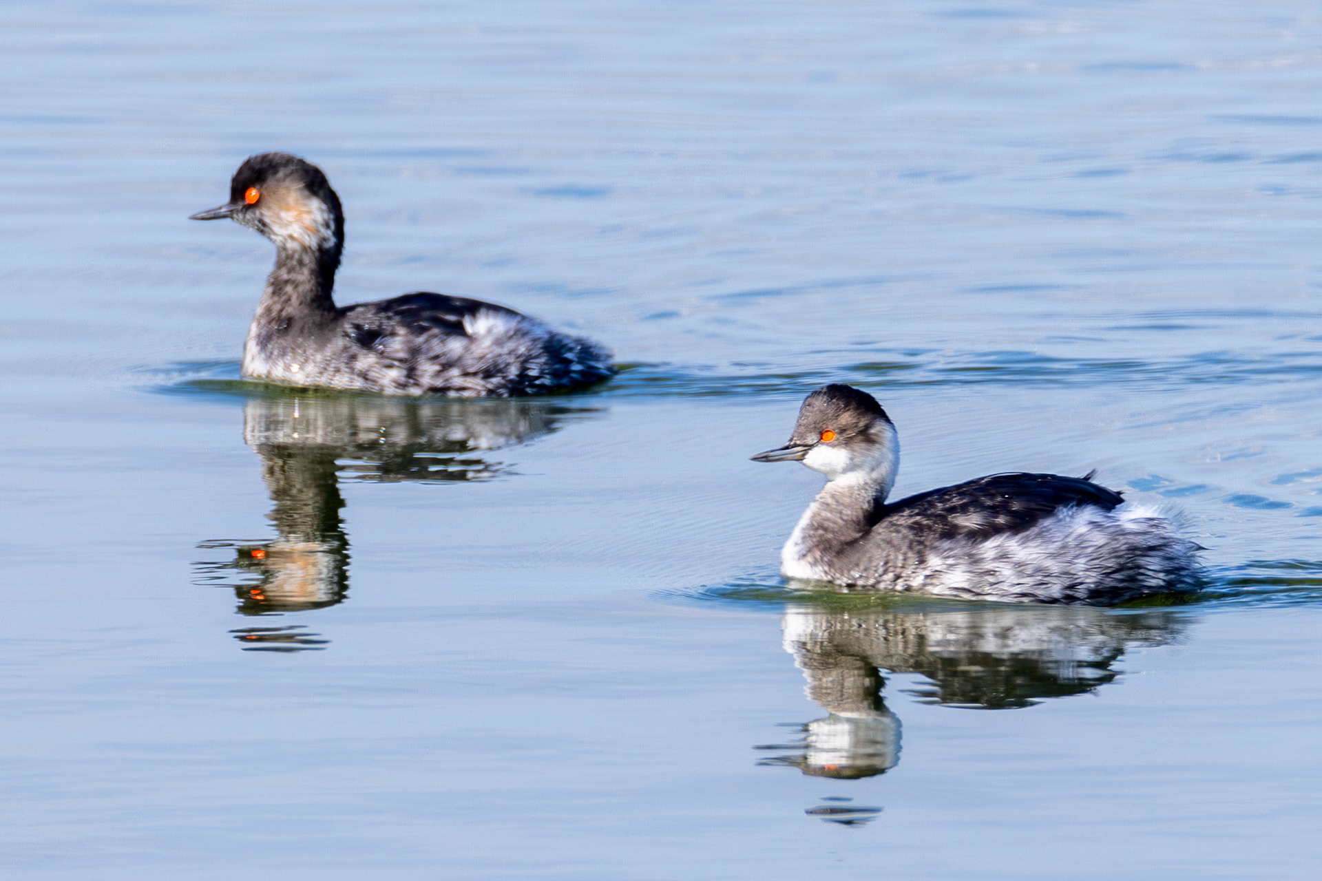 Black-necked Grebe