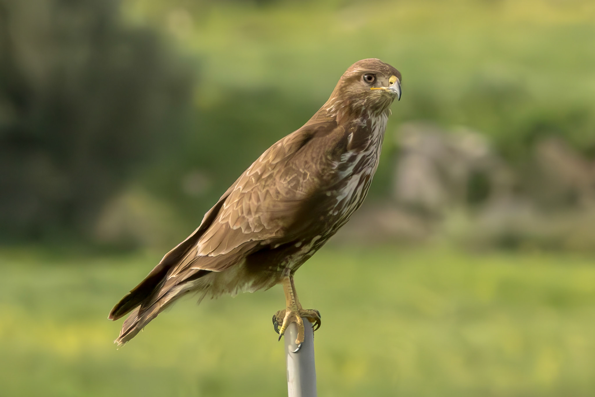 Common Buzzard