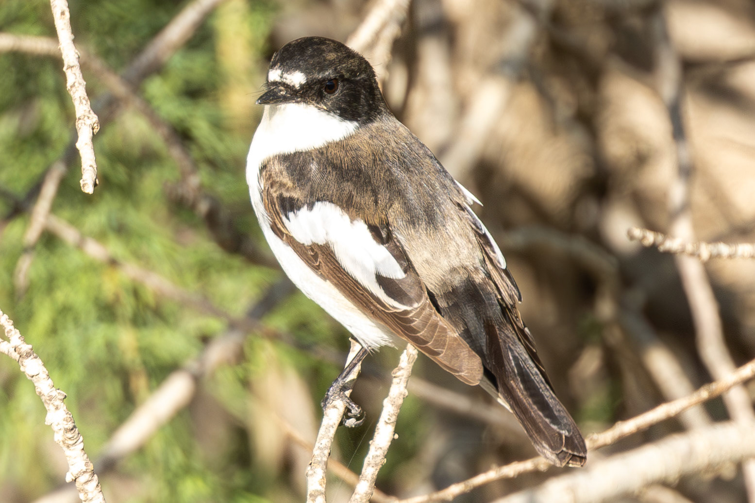 Pied Flycatcher