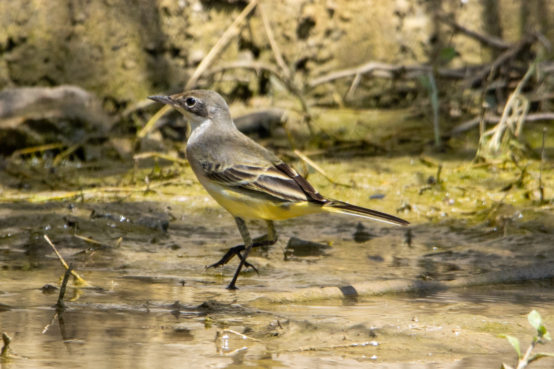Yellow Wagtail
