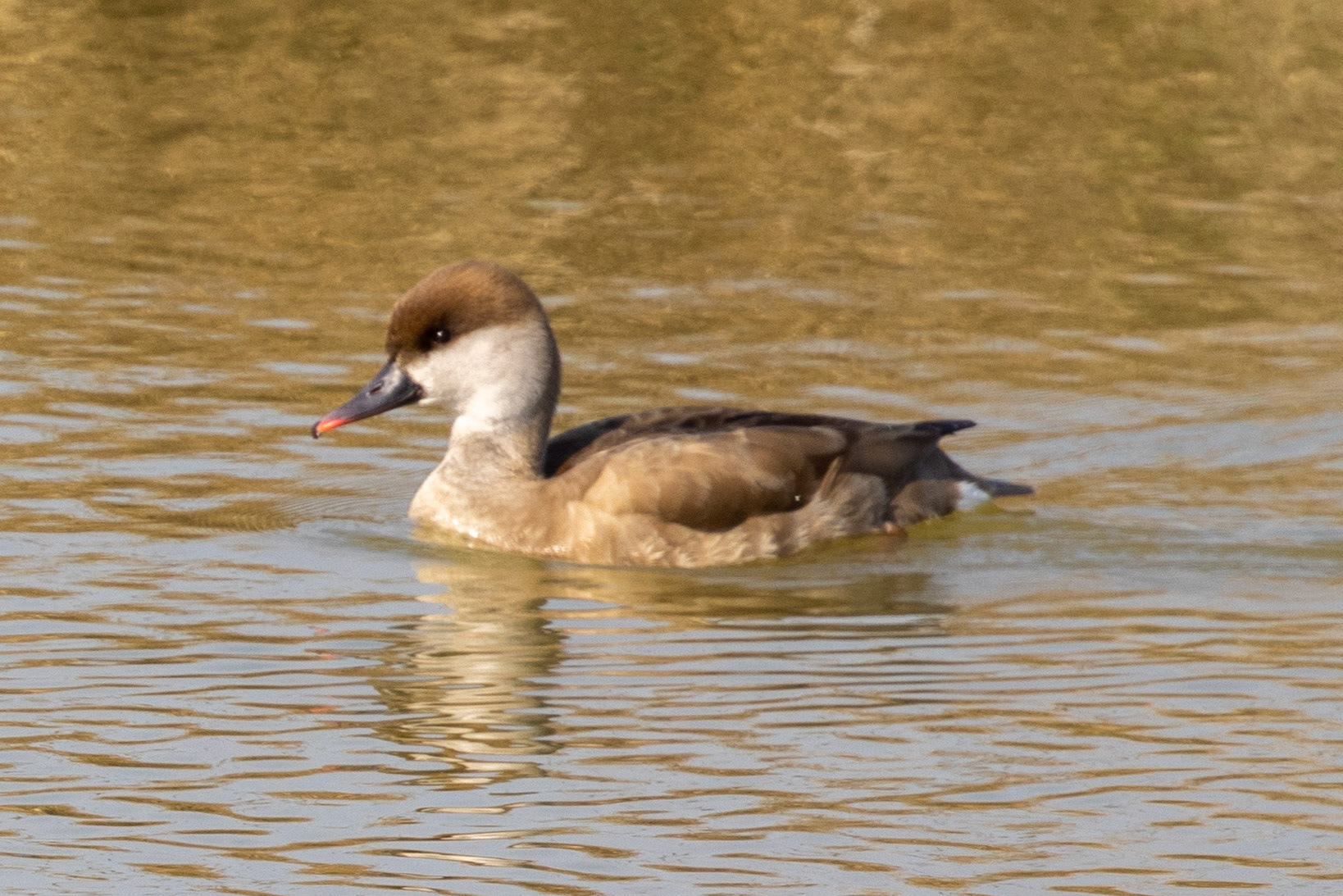 Red-crested Pochard
