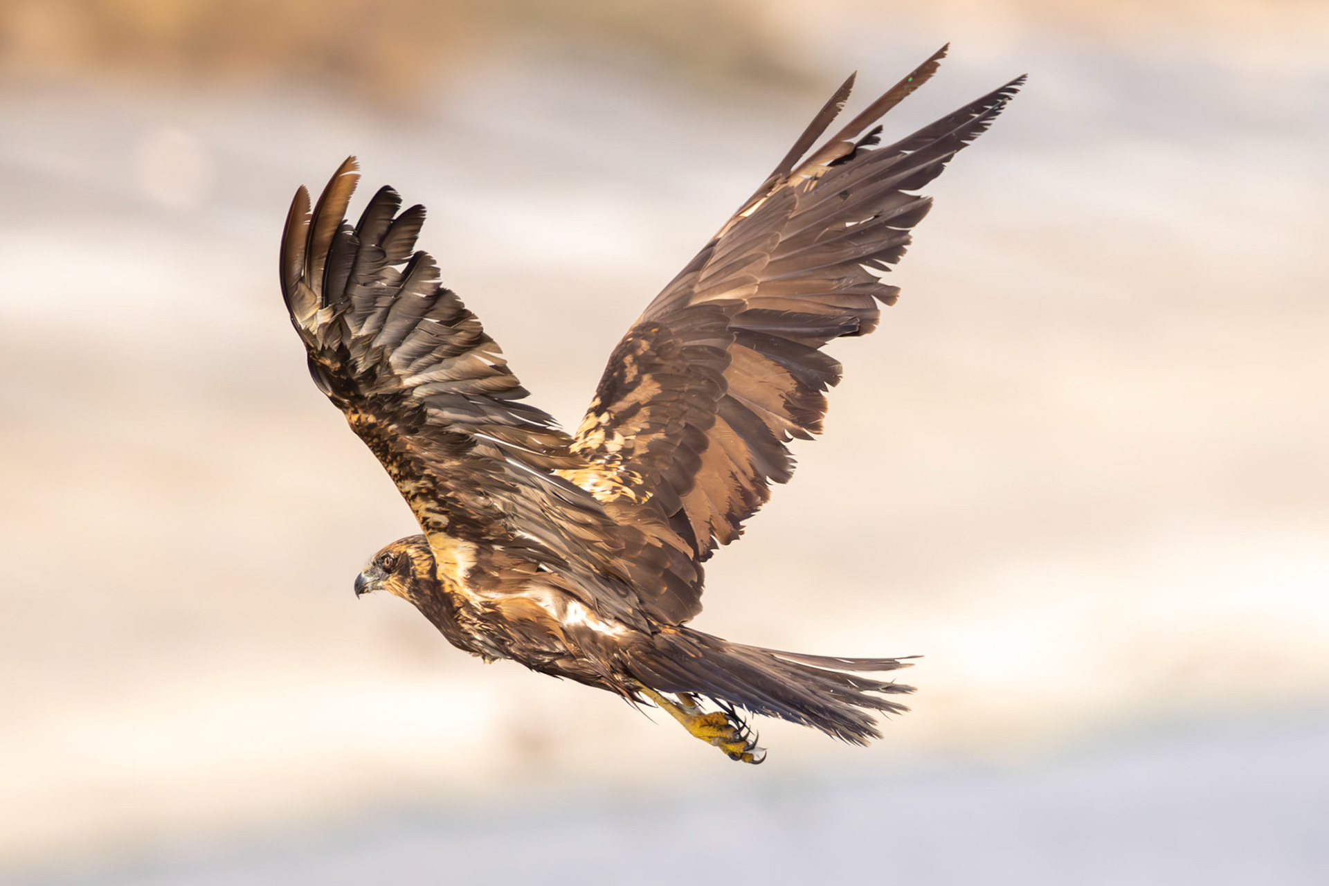 Western Marsh Harrier