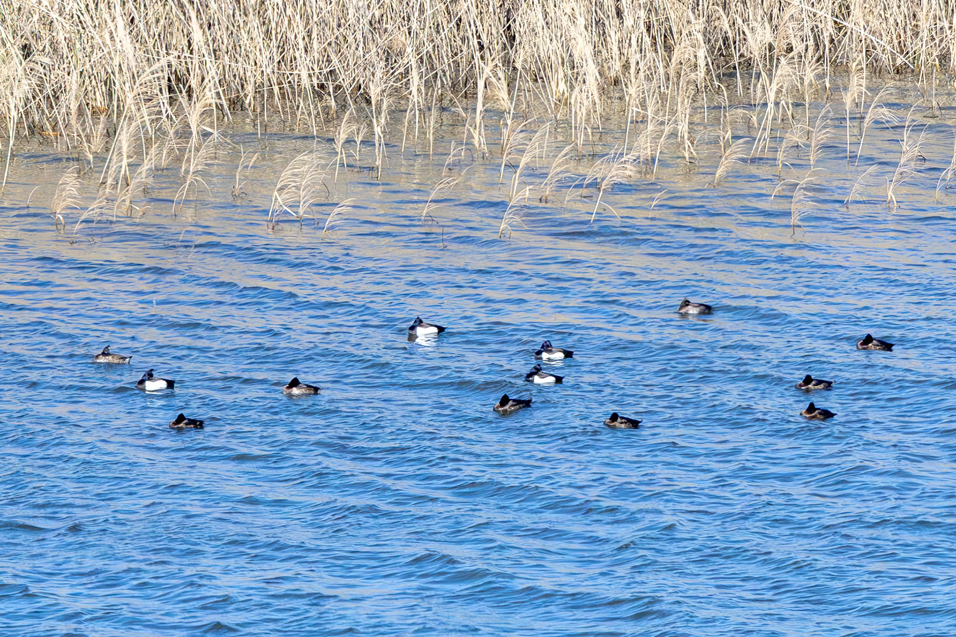 Tufted Duck