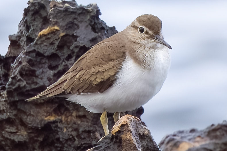 Common Sandpiper