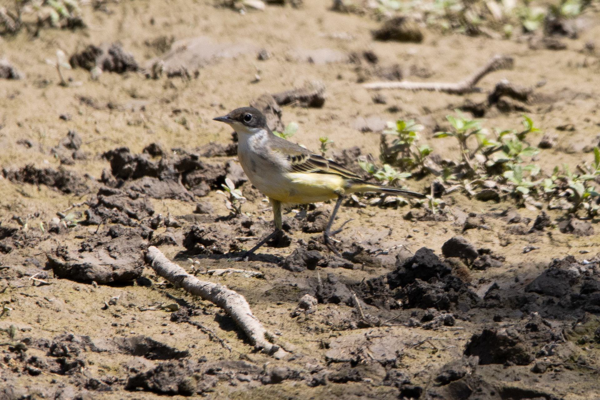 Yellow Wagtail