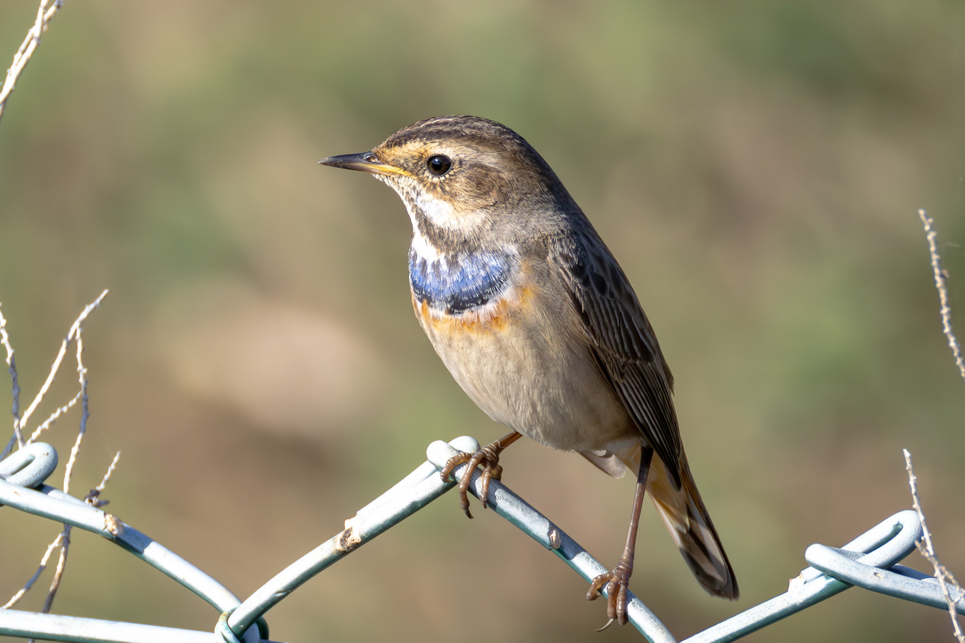 Bluethroat