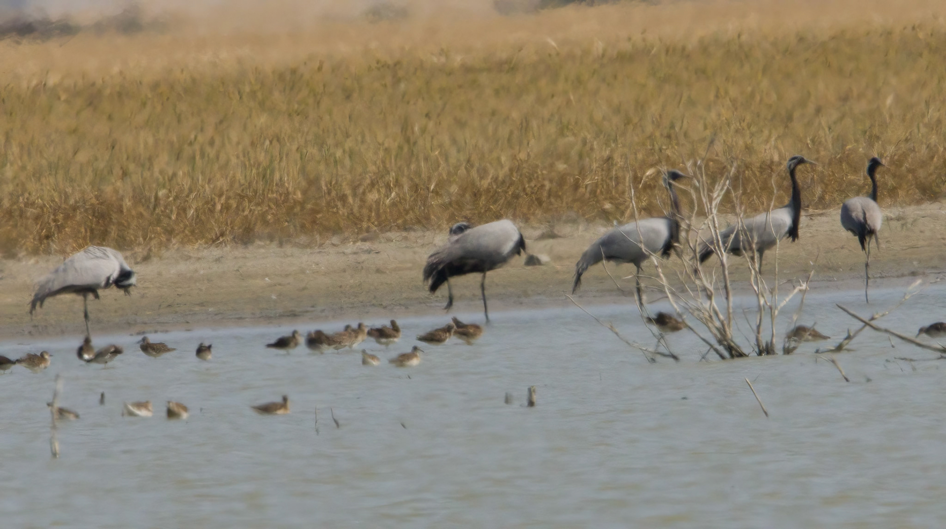 Demoiselle Crane